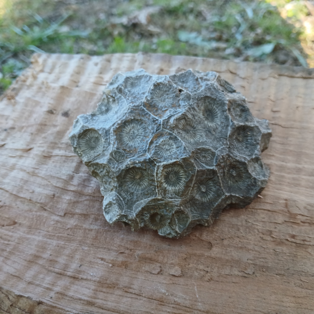 Natural Reptile Habitat Decor